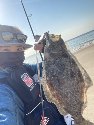 ヒラメの釣果