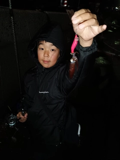 チイチイイカの釣果