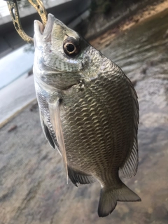 ナンヨウチヌの釣果