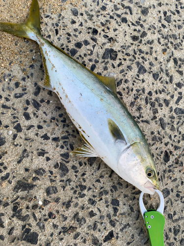 ヤズの釣果