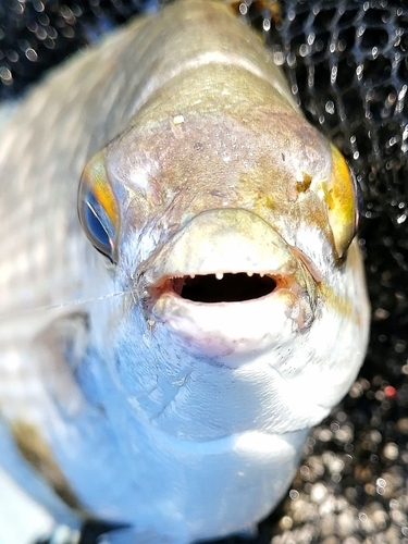 イスズミの釣果