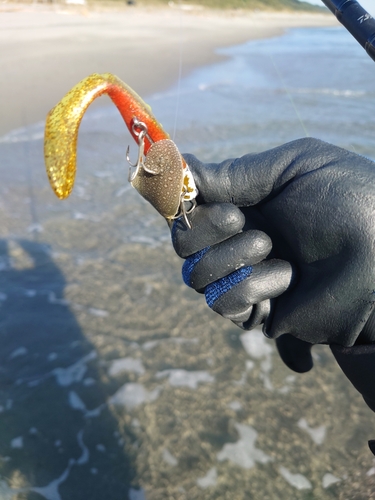 シタビラメの釣果