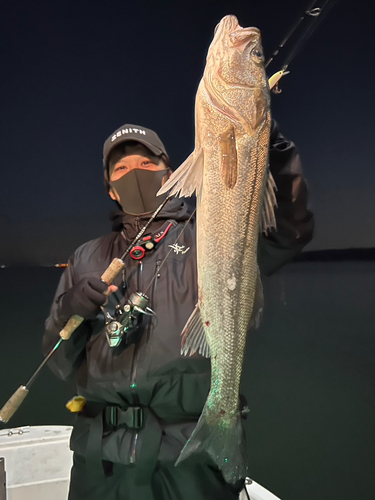 マルスズキの釣果