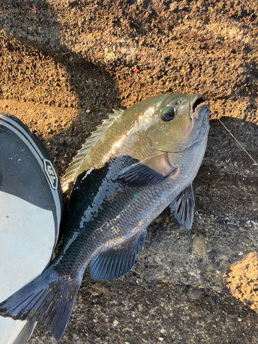 メジナの釣果