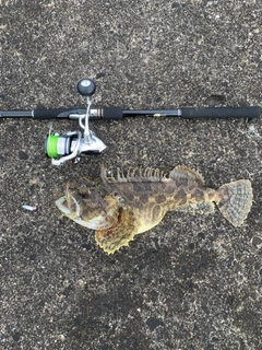 トウベツカジカの釣果