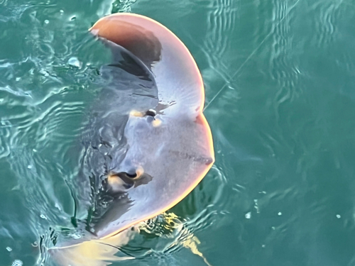 アカエイの釣果