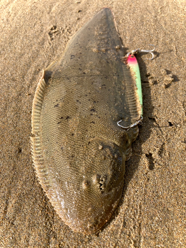 シタビラメの釣果