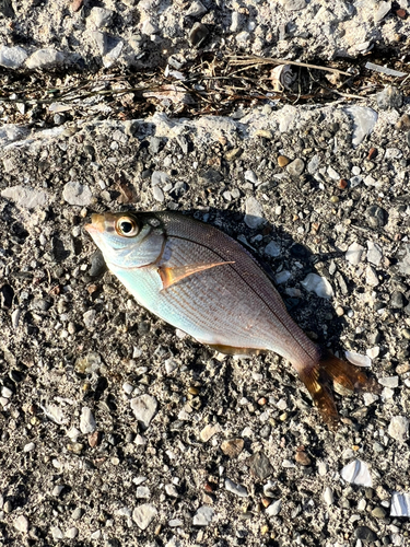 ウミタナゴの釣果