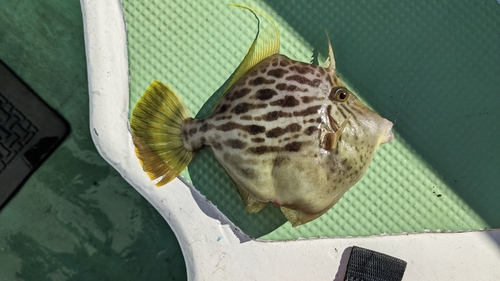 カワハギの釣果