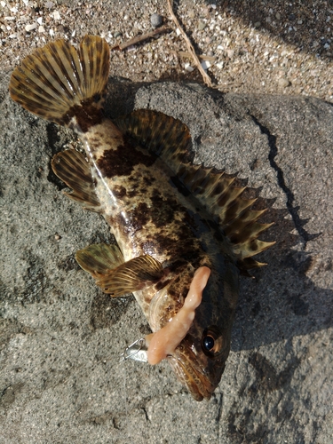 タケノコメバルの釣果