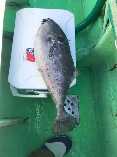 ウスバハギの釣果