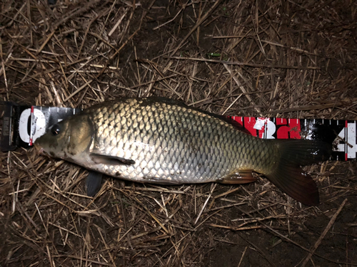 コイの釣果