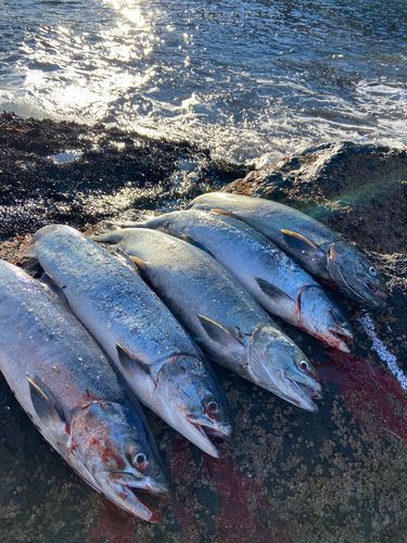 アキアジの釣果