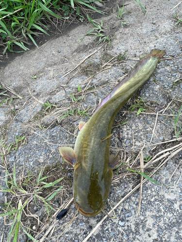 ニホンナマズの釣果