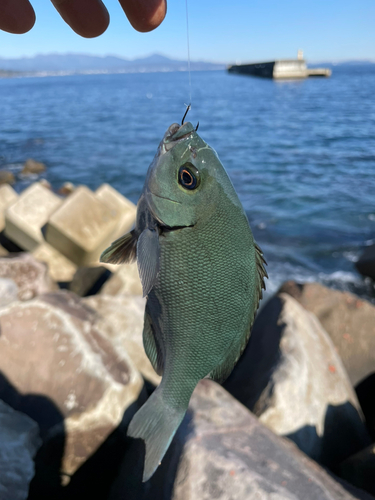 メジナの釣果