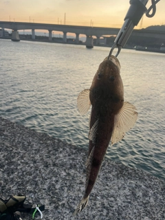 マゴチの釣果