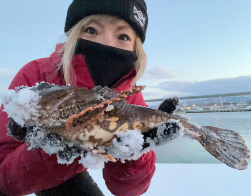 カジカの釣果