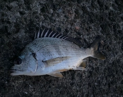 キビレの釣果