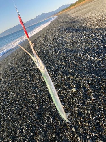 ダツの釣果