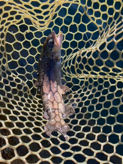 ブラウントラウトの釣果