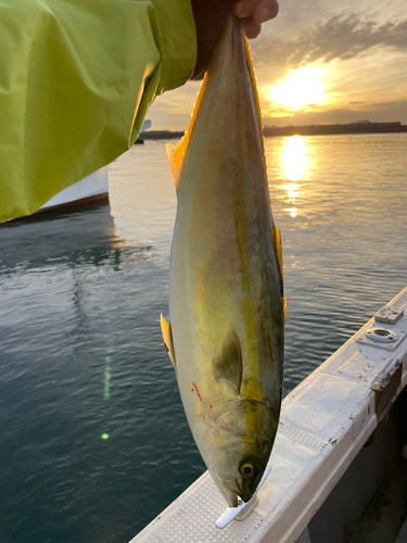 ヤズの釣果