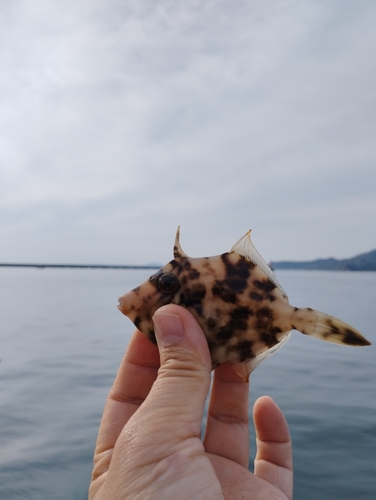 カワハギの釣果