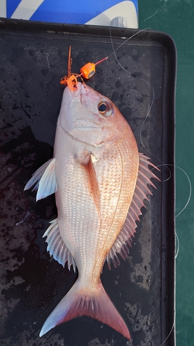 マダイの釣果