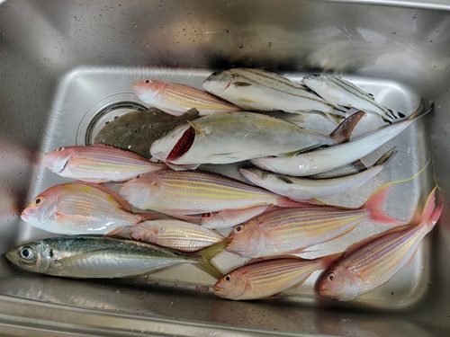 イトヨリダイの釣果