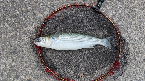 ボラの釣果