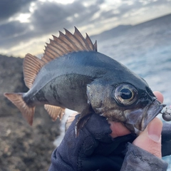 クロメバルの釣果