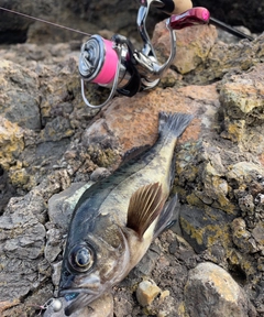 クロメバルの釣果