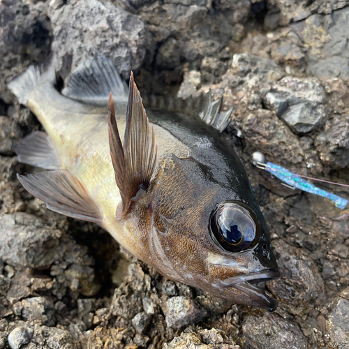 クロメバルの釣果