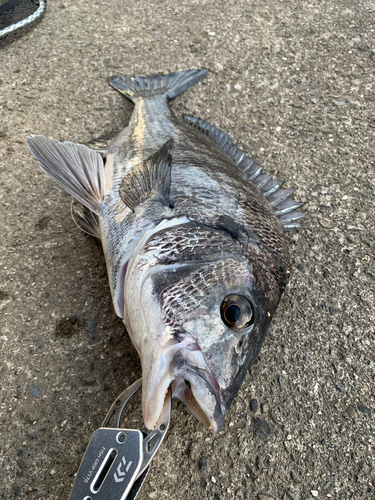 チヌの釣果