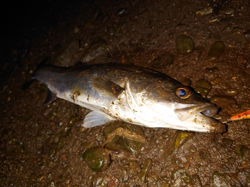 マルスズキの釣果