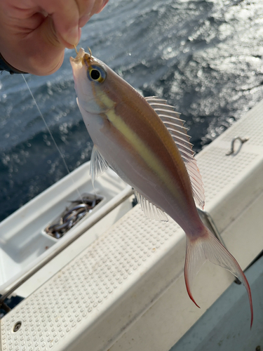 キツネウオの釣果