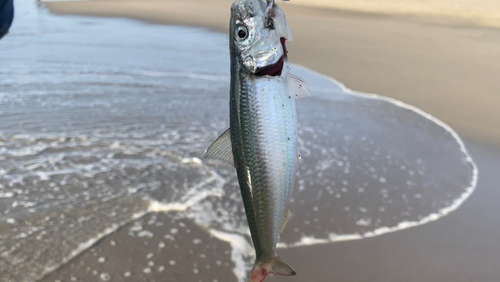 カタボシイワシの釣果