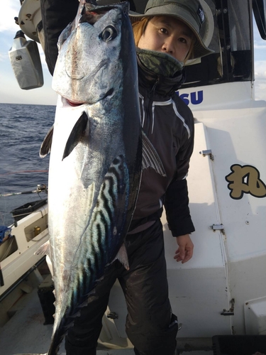 カツオの釣果