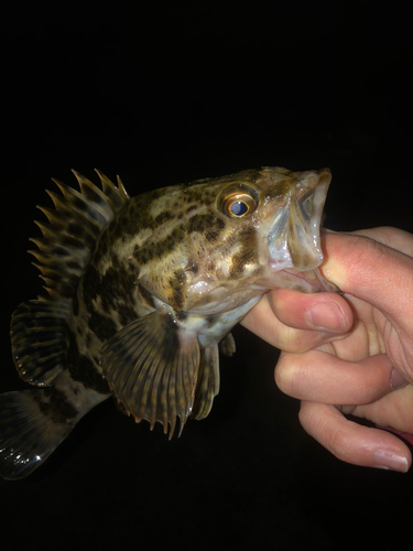 ベッコウゾイの釣果