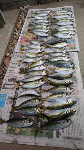 アジの釣果