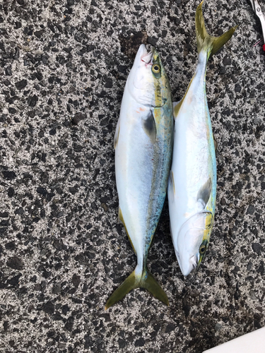 ハマチの釣果