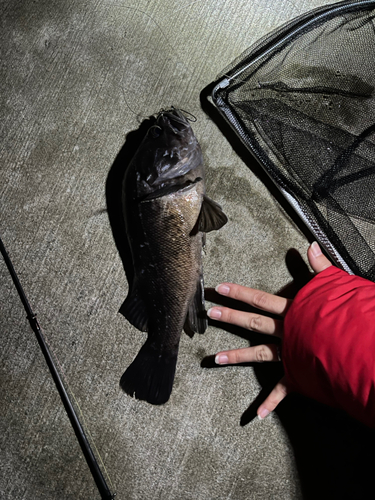 ソイの釣果