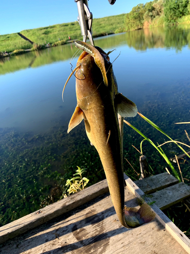 ナマズの釣果