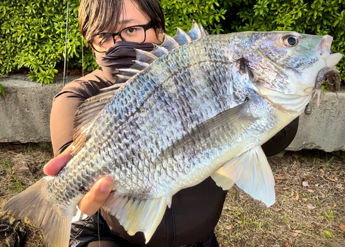 キビレの釣果