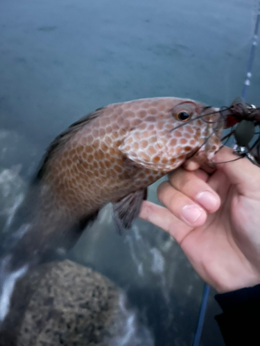 オオモンハタの釣果