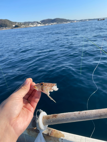 クラカケトラギスの釣果