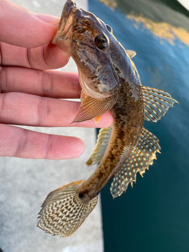 マハゼの釣果