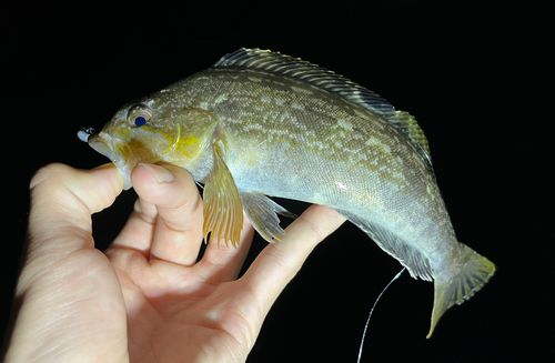 シロメバルの釣果