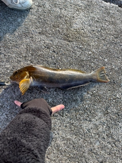 アイナメの釣果