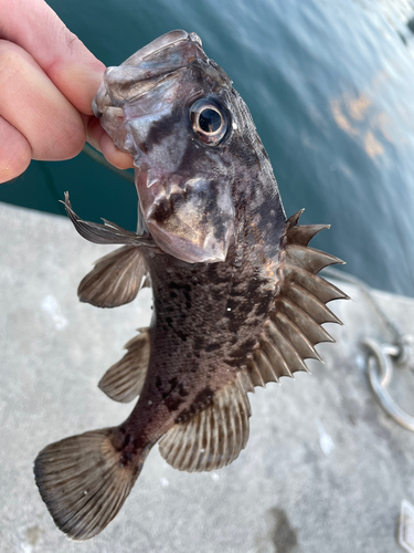 クロソイの釣果