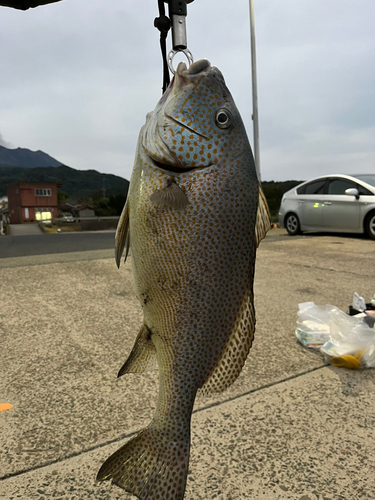 コロダイの釣果